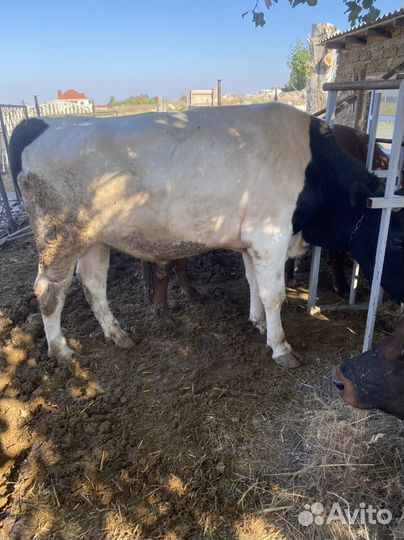 Продам быков