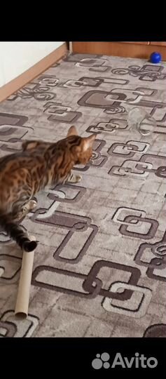 Бенгальский кот на вязку