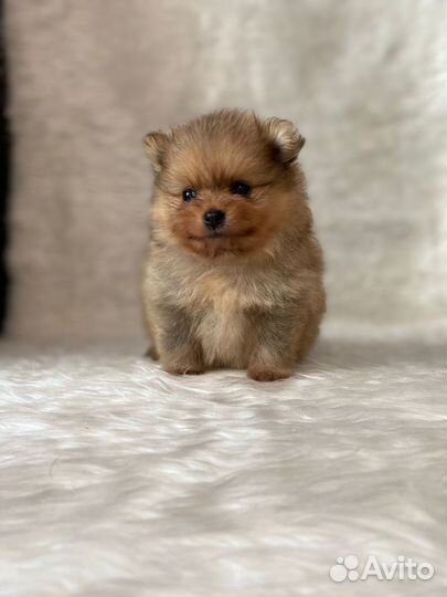 Мишки - Померашки