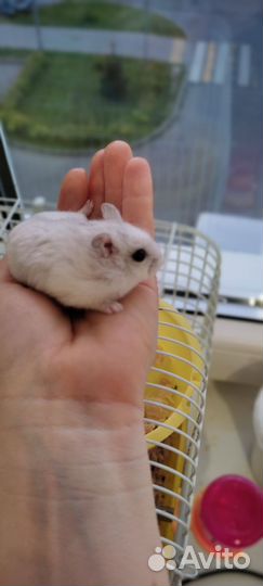 Джунгарский хомяк