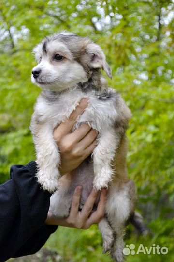 Малыши китайчики