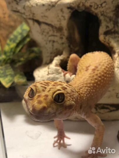 2 Эублефара+террариум ReptiZoo с полным оснащением
