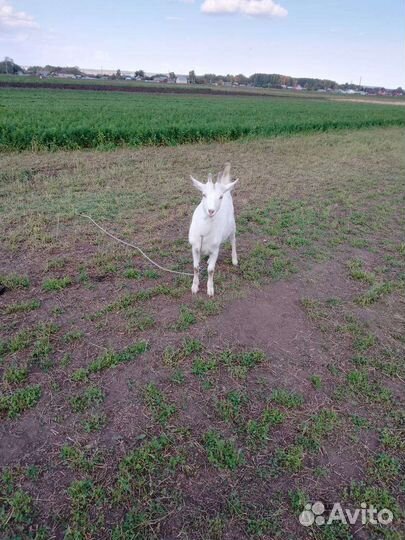 Козы козочки