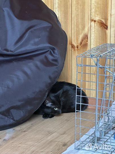 Кошка 5 месяцев