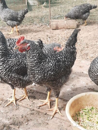 Птица домашняя