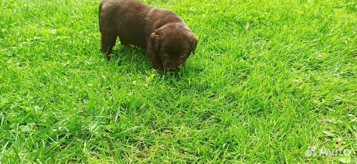 Щенки лабрадора