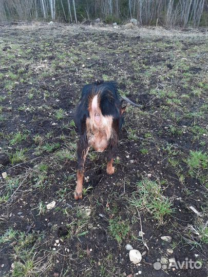 Продам. Козел альпийский