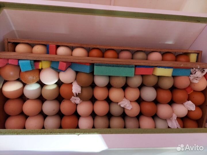 Инкубационное яйцо