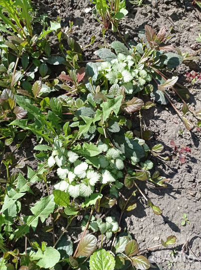 Яснотка и живучка пурпурная почвопокровная многол