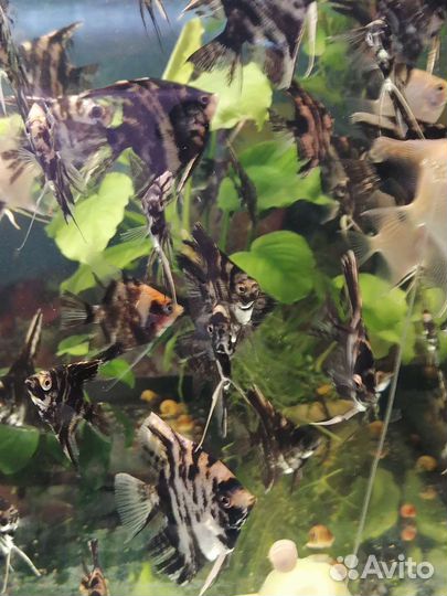 Рыбы,улитки,сомы