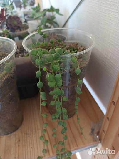 Эхеверия, крестовник Роули, Крассула Вариегатная