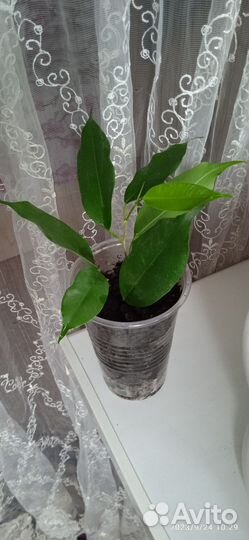 Фикус Бенджамина Экзотика