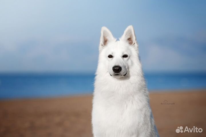Щенки белой швейцарской овчарки