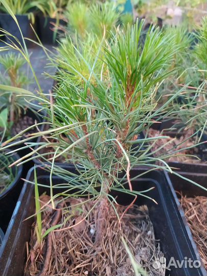 Сосна сибирская