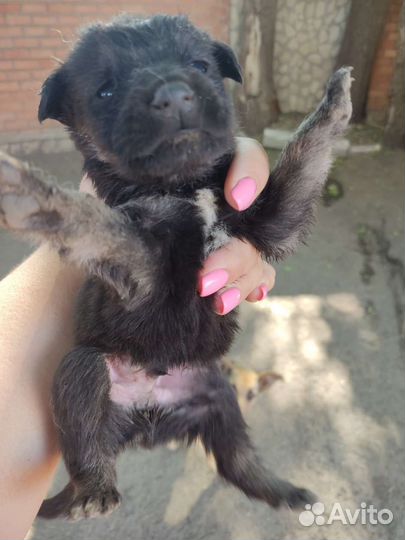 Щенкам нужен дом