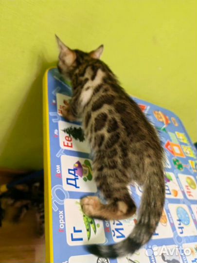 Бенгальские котята
