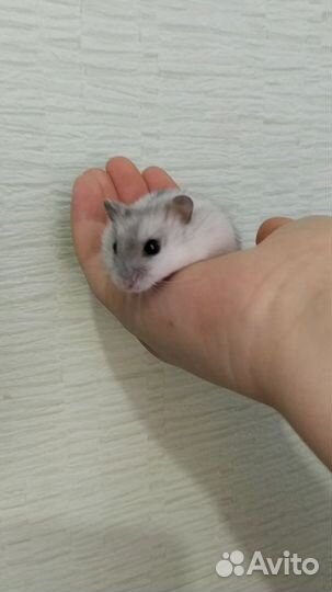 Ручной хомяк с большой клеткой