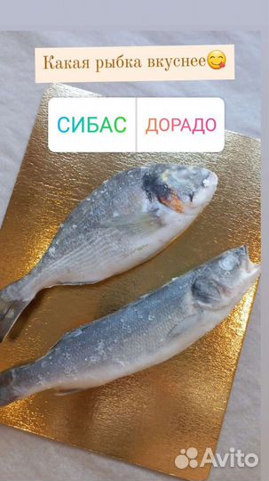 Дорадо рыба