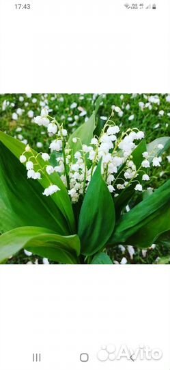 Цветы садовые.Примула,ландыш,сентябрины