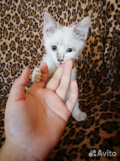 Котенок в ответственные руки