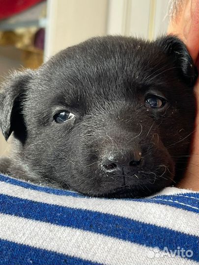 Щенок маленькой собаки