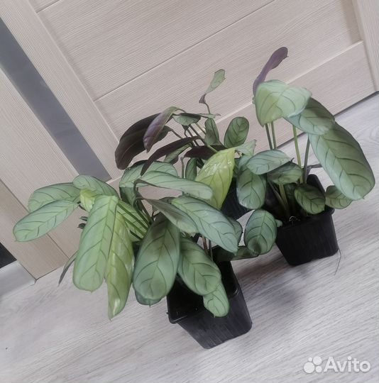 Комнатные цветы