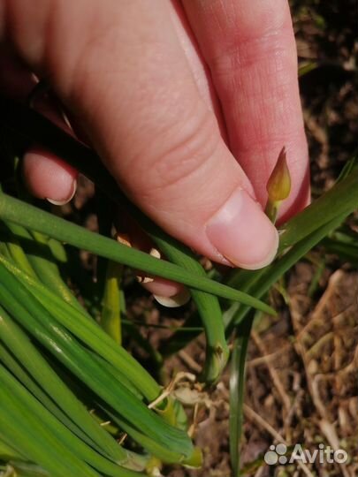 Зелёный лук делянка