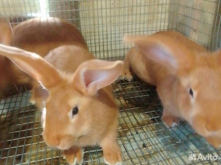 Кролики бургундские 2 месечнные
