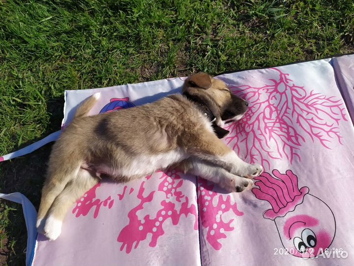 Собака в добрые руки отдам бесплатно