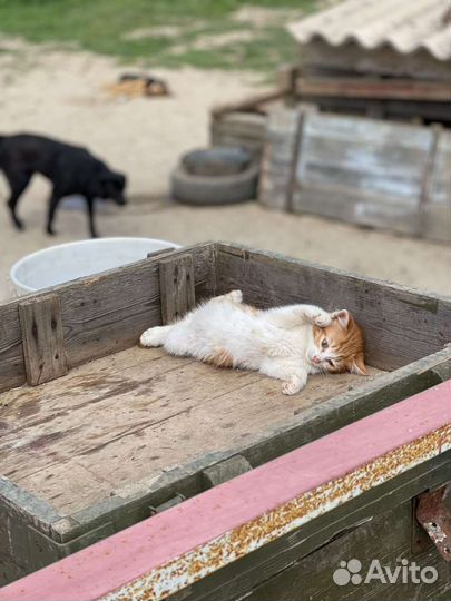 Котята в добрые руки
