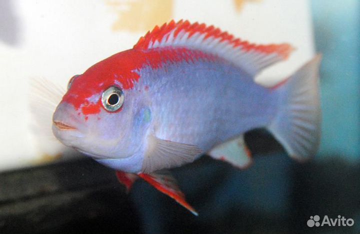 Яркие красочные аквариумные окуньки