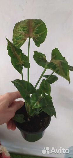 Сингониумы сортовые