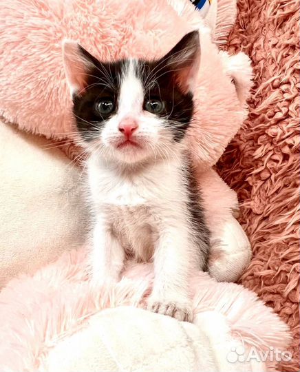 Котенок в добрые руки