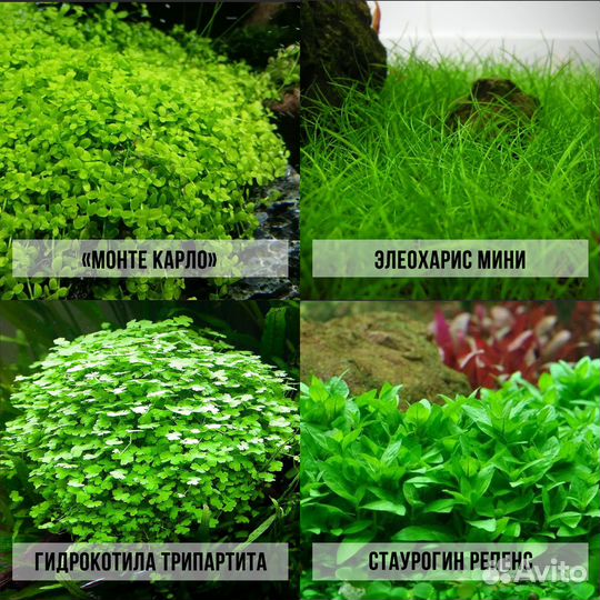 Аквариумные растения прайс от 08.07