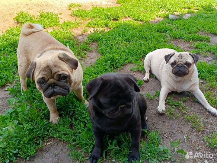 Милые мопсы