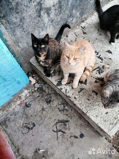 Рыжий бездомный молодой кот