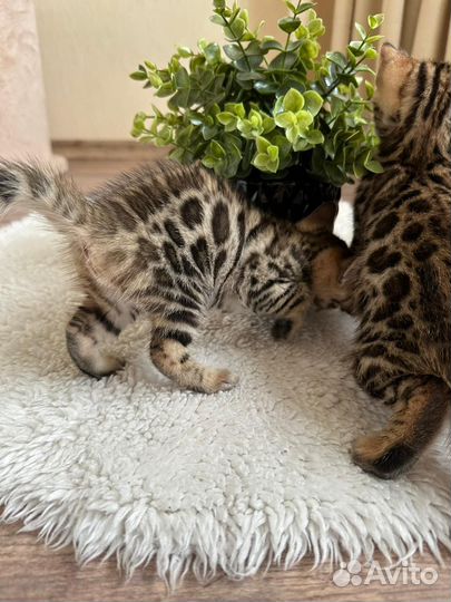 Бенгальский котёнок