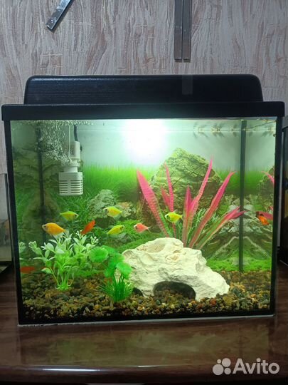 Аквариум 20л со всем содержимым