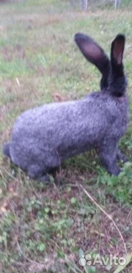 Кролик