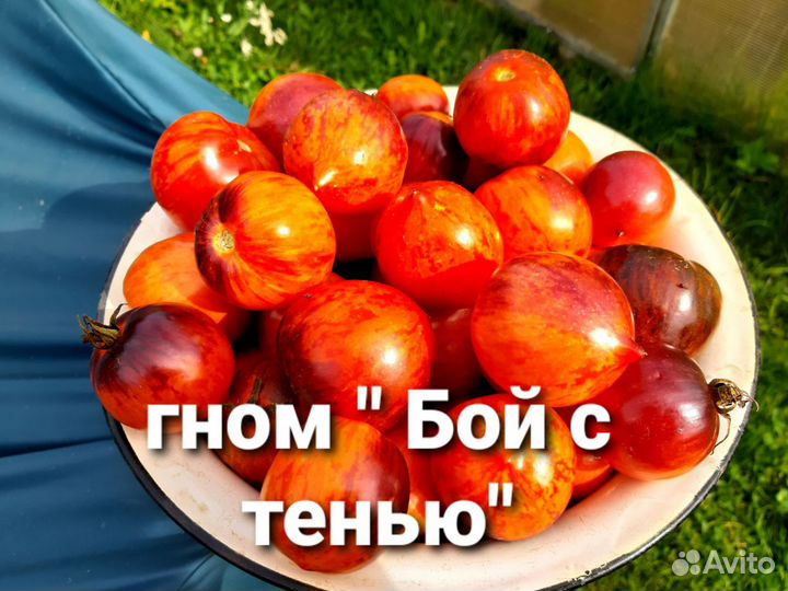 Семена помидор из своей коллекции