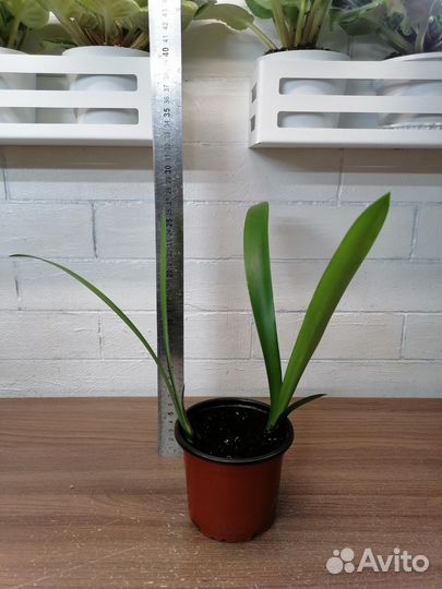 Кливия (есть огромные кусты)