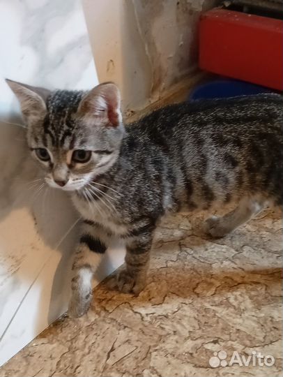 Котёнок с грустными глазами. Ждёт доброго хозяина