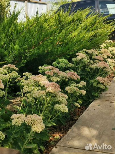 Очиток видный