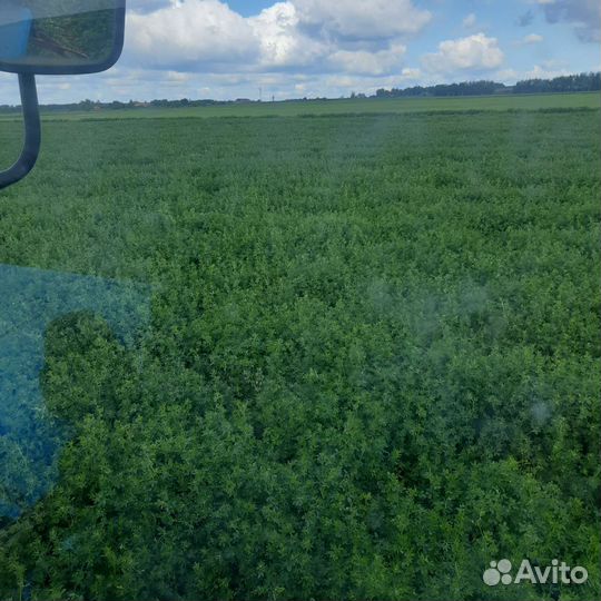 Сено люцерны в тюках и рулонах