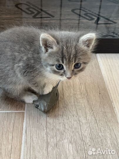 Котенок в добрые руки