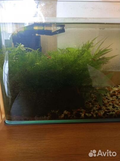 Яванский мох