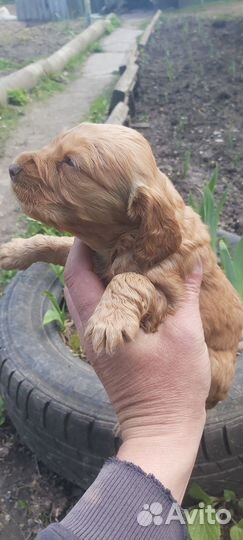 Русский спаниель