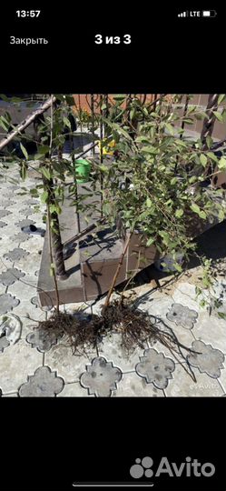 Саженцы вишни