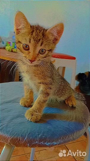 Котята в добрые руки бесплатно