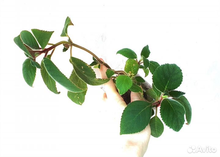 Фуксия бальзамин каланхоэ цветущие растения